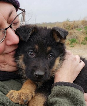 Medium Photo #3 German Shepherd Dog Puppy For Sale in ODESSA, TX, USA