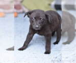 Small #2 Dachshund Mix