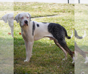Father of the Catahoula Leopard Dog puppies born on 01/16/2024