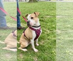 Small #2 American Pit Bull Terrier Mix