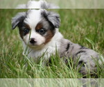 Small #1 Miniature Australian Shepherd