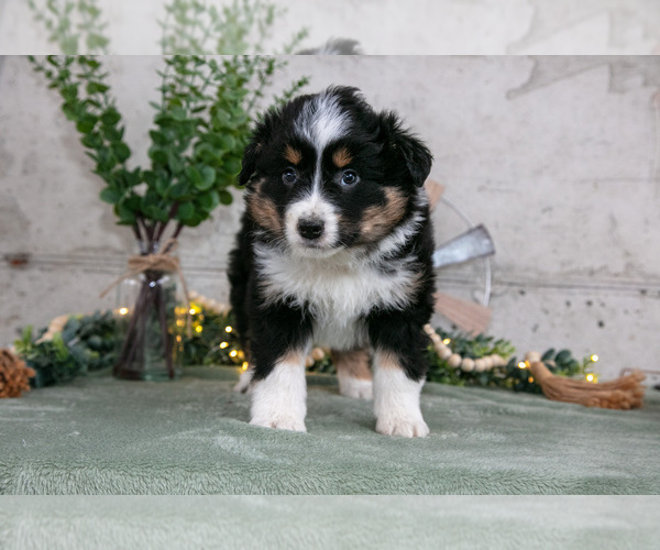 Medium Photo #12 Australian Shepherd Puppy For Sale in CAMDEN, MI, USA
