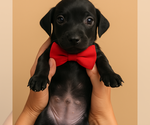 Puppy Puppy 2 Dachshund