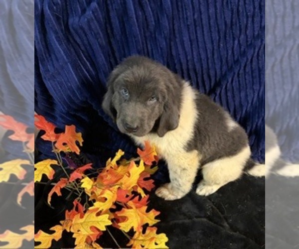 Medium Photo #50 Newfoundland Puppy For Sale in AURORA, IN, USA