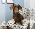Milo - Female Dachshund Dog for Adoption - Small photo
