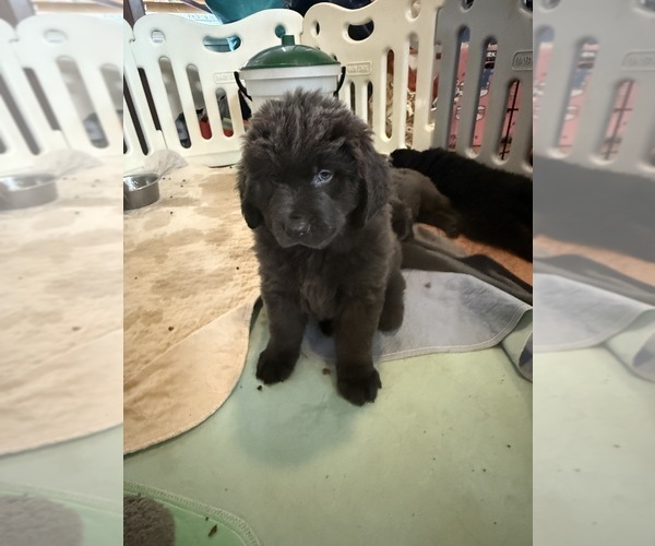 Medium Photo #6 Newfoundland Puppy For Sale in MARTINSBURG, WV, USA