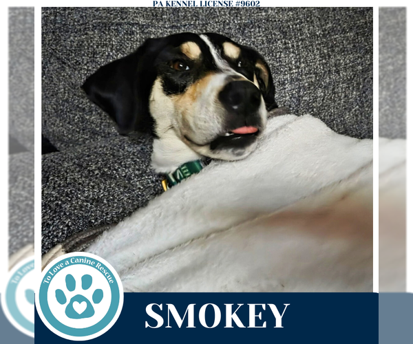 Medium Photo #4 Beagle-Unknown Mix Puppy For Sale in Kimberton, PA, USA