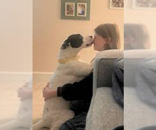 Medium Photo #4 Bullboxer Pit Puppy For Sale in Decatur, GA, USA