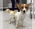 Small #1 Mutt