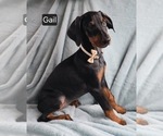Small #1 Doberman Pinscher
