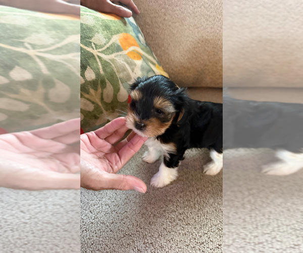 Medium Photo #3 Biewer Terrier Puppy For Sale in DARLINGTON, SC, USA