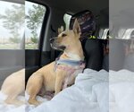 Small #3 American Staffordshire Terrier-Great Dane Mix