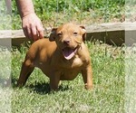 Small Photo #1 American Bully Puppy For Sale in BIG STONE GAP, VA, USA