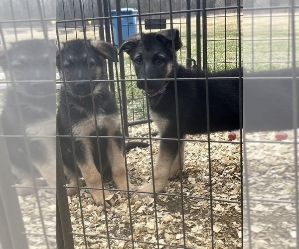 Medium Photo #5 German Shepherd Dog Puppy For Sale in SUMPTER TWP, MI, USA