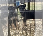 Small Photo #5 German Shepherd Dog Puppy For Sale in SUMPTER TWP, MI, USA