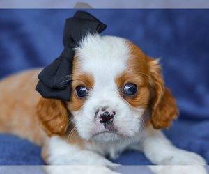 Cavalier King Charles Spaniel Puppy for sale in LIBERTY, KY, USA