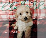 Puppy Ariel Goldendoodle-Poodle (Miniature) Mix