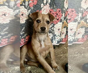 Mutt Dogs for adoption in San Diego, CA, USA