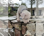Small #3 Dogo Argentino