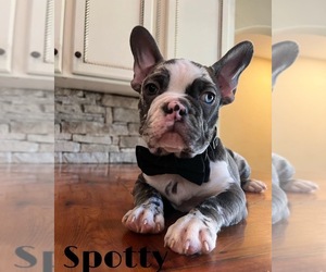 French Bulldog Puppy for sale in MANSFIELD, TX, USA
