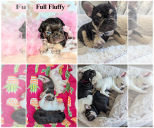 French Bulldog Litter for sale in CONROE, TX, USA