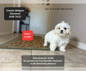 Shih-Poo Puppy for sale in TUCSON, AZ, USA