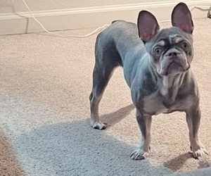 French Bulldog Puppy for sale in SAN MATEO, CA, USA