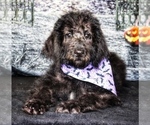 Small Photo #8 Labradoodle Puppy For Sale in BURNS, TN, USA