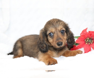 Dachshund Puppy for sale in SHILOH, OH, USA