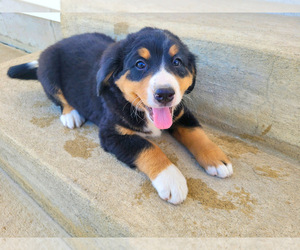 Bernese Mountain Dog Puppy for sale in NOVI, MI, USA