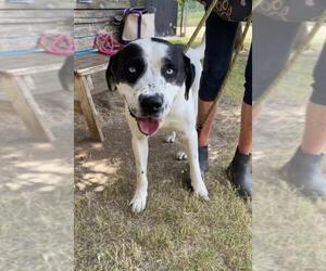 Labrador Retriever-Unknown Mix Dogs for adoption in Tulsa, OK, USA