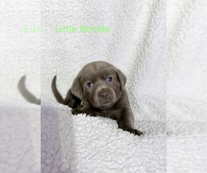 Medium Labrador Retriever