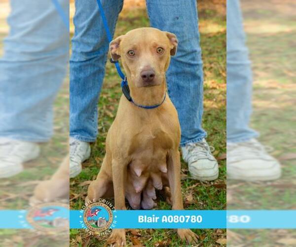 Medium Photo #1 Unknown-Weimaraner Mix Puppy For Sale in Mobile, AL, USA