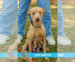 Unknown-Weimaraner Mix Dogs for adoption in Mobile, AL, USA