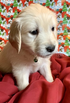 Medium Photo #7 Golden Retriever Puppy For Sale in MORGANTOWN, IN, USA