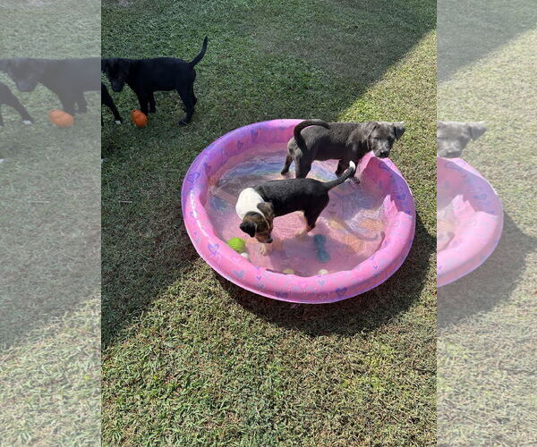 Medium Photo #5 Labrador Retriever-Unknown Mix Puppy For Sale in Garner, NC, USA