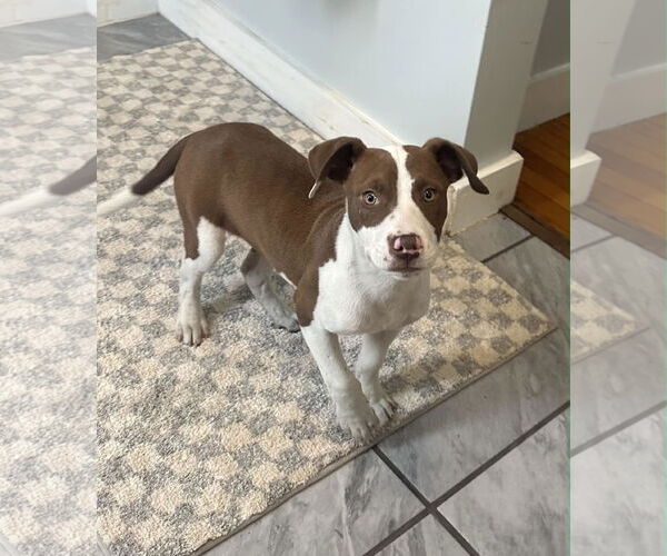 Medium Photo #4 American Bulldog-Labrador Retriever Mix Puppy For Sale in SHERBURNE, NY, USA