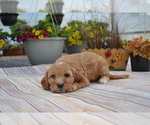 Puppy Goldie Goldendoodle-Poodle (Toy) Mix