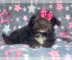 Small Photo #4 YorkiePoo Puppy For Sale in LAKELAND, FL, USA