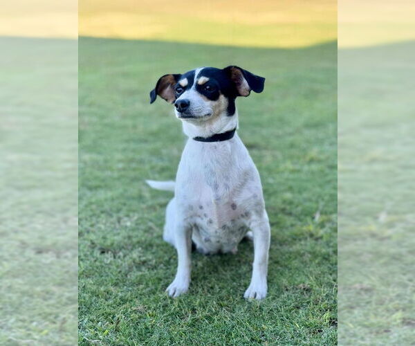 Medium Photo #5 Rat Terrier-Unknown Mix Puppy For Sale in PIPE CREEK, TX, USA