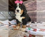 Small Photo #3 Bernese Mountain Dog Puppy For Sale in LANCASTER, PA, USA