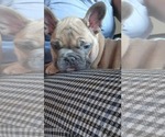 Small Photo #7 French Bulldog Puppy For Sale in WEST PALM BEACH, FL, USA