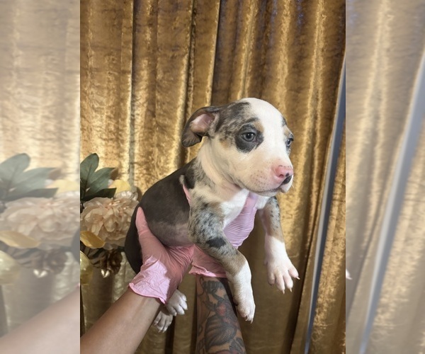 Medium Photo #38 American Bully Puppy For Sale in SEVERN, MD, USA