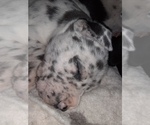 Small Photo #5 Great Pyredane-Labany Mix Puppy For Sale in ESTACADA, OR, USA
