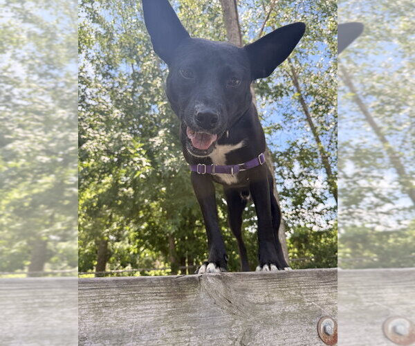 Medium Photo #6 Labrador Retriever-Unknown Mix Puppy For Sale in Elmsford, NY, USA