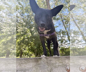 Mowgli - Male Labrador Retriever-Unknown Mix Dog for Adoption - Photo #6