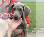 Small Photo #15 Weimaraner Puppy For Sale in WHITE HALL, AR, USA