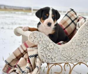 Greater Swiss Mountain Dog Puppy for sale in BELLEFONTE, PA, USA