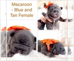 Image preview for Ad Listing. Nickname: Macaroon