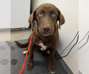 Labrador Retriever-Unknown Mix Dogs for adoption in HESPERIA, CA, USA